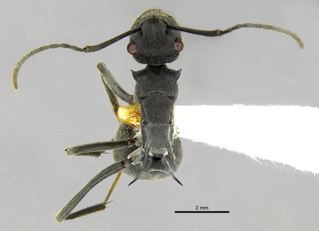 Polyrhachis sokolova Forel, 1902 dorsal