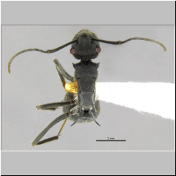 Polyrhachis sokolova Forel, 1902 dorsal