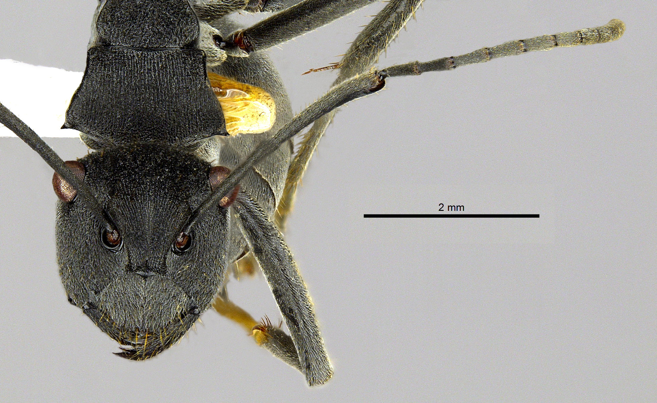 Foto Polyrhachis sokolova Forel, 1902 frontal