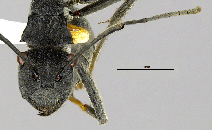 Polyrhachis sokolova Forel, 1902 frontal