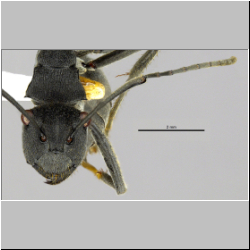 Polyrhachis sokolova Forel, 1902 frontal