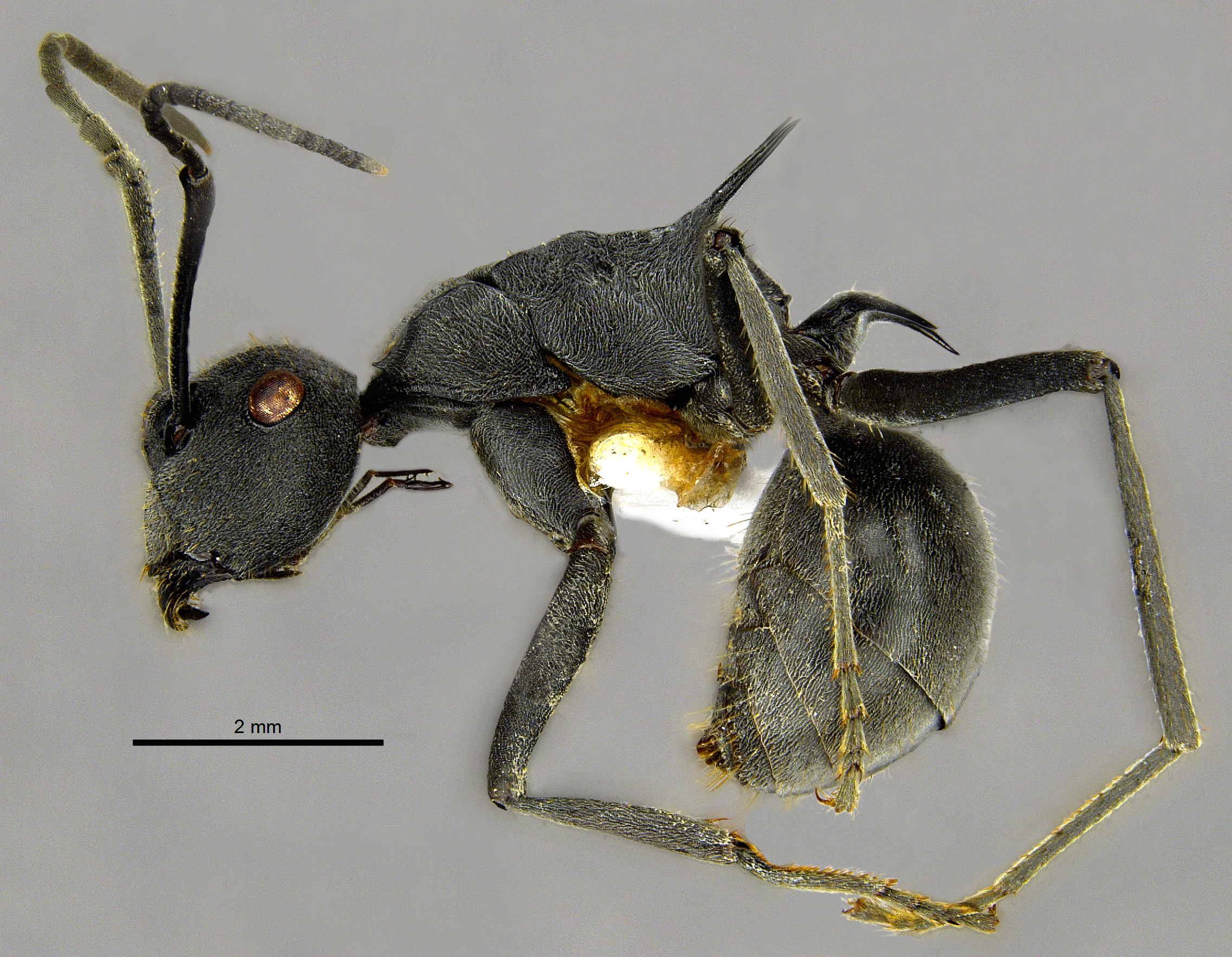 Foto Polyrhachis sokolova Forel, 1902 lateral