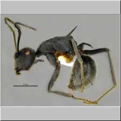 Polyrhachis sokolova Forel, 1902 lateral