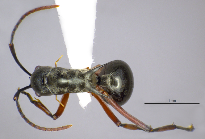 Polyrhachis (Myrmhopla) sp. dorsal