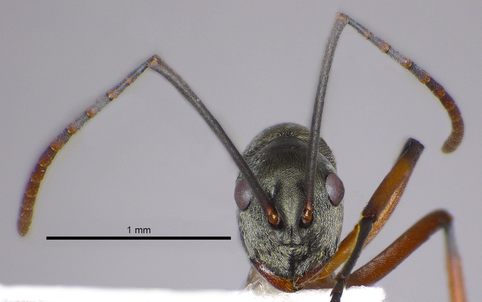 Foto Polyrhachis (Myrmhopla) sp. frontal