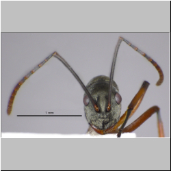 Polyrhachis (Myrmhopla) sp. frontal