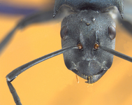 Polyrhachis sp. 