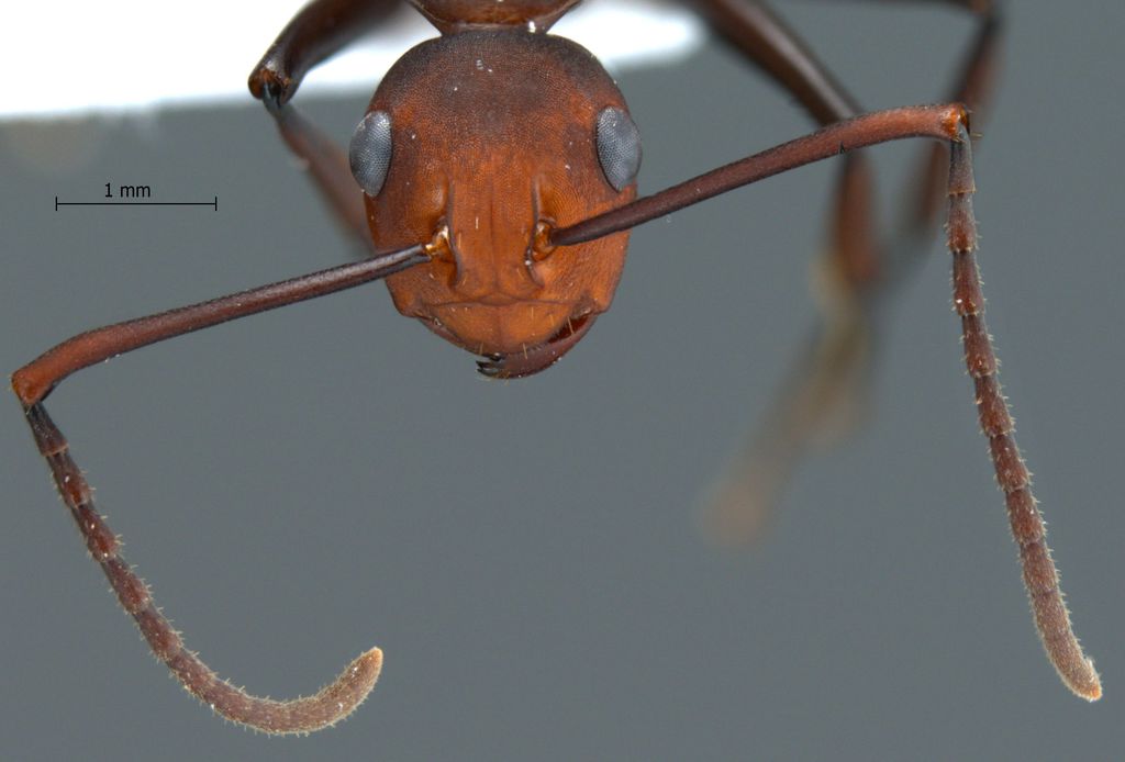 Foto Polyrhachis sp near trinax frontal