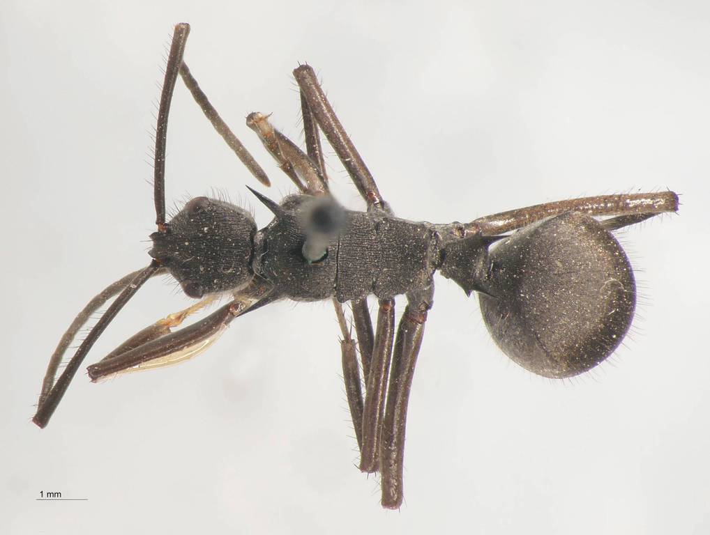 Foto Polyrhachis striata Mayr, 1862 dorsal