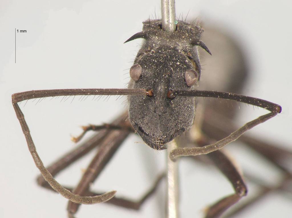 Foto Polyrhachis striata Mayr, 1862 frontal