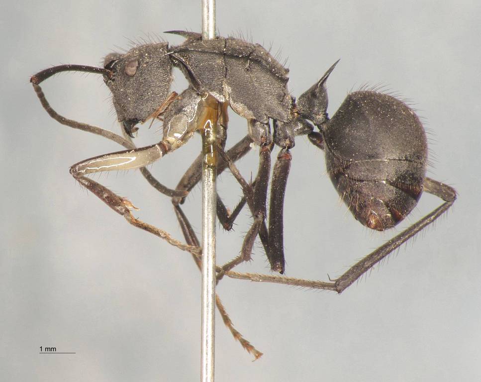 Foto Polyrhachis striata Mayr, 1862 lateral