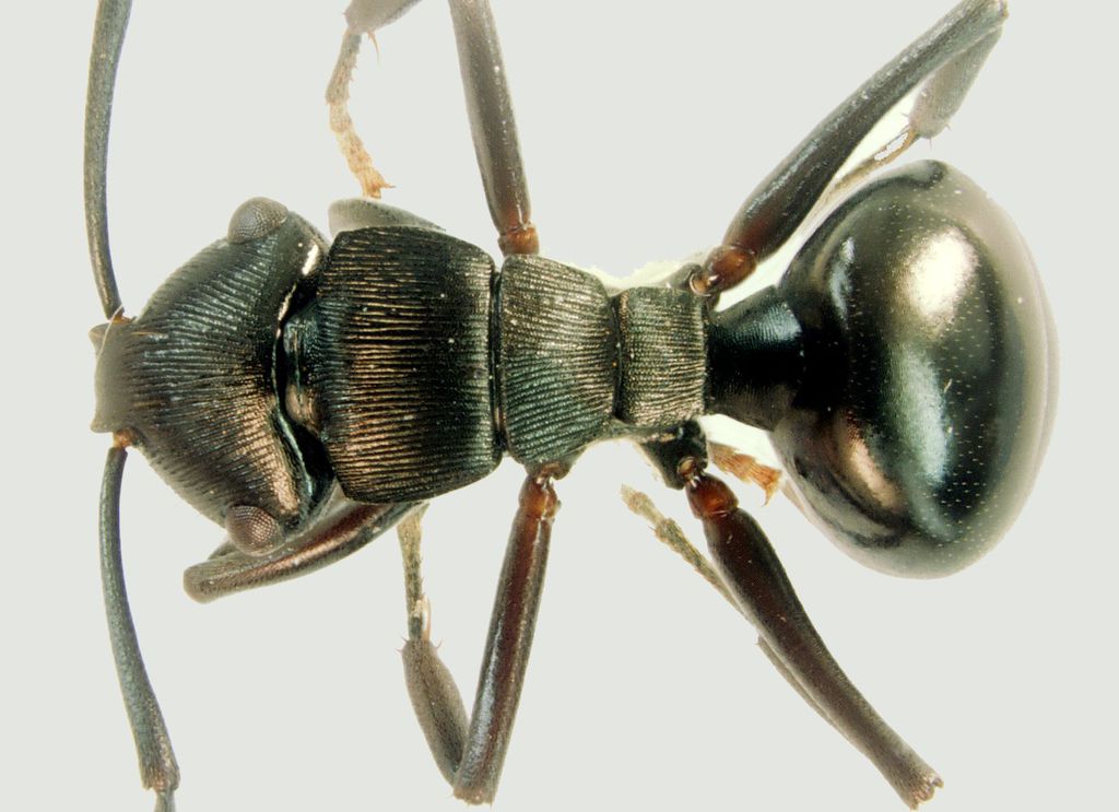 Foto Polyrhachis sukarmani Kohout, 2007 dorsal