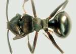 Polyrhachis sukarmani Kohout, 2007 dorsal