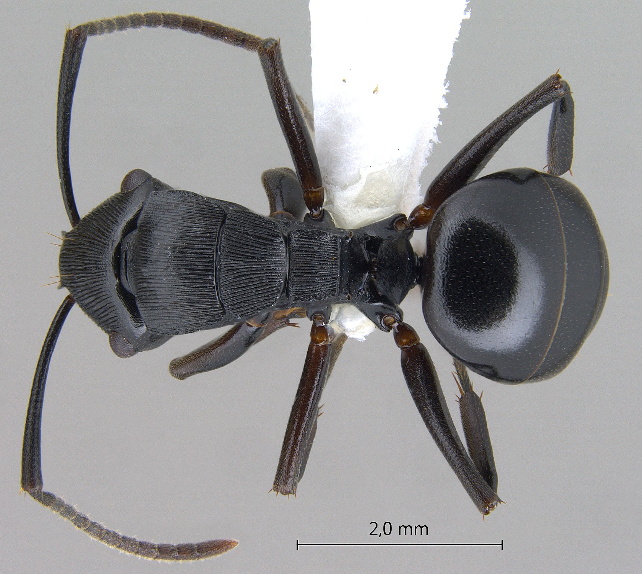 Foto Polyrhachis sukarmani Kohout, 2007 dorsal