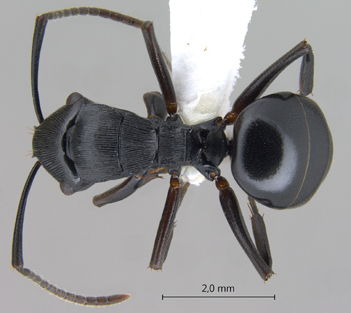 Polyrhachis sukarmani Kohout, 2007 dorsal