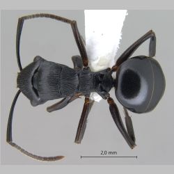 Polyrhachis sukarmani Kohout, 2007 dorsal