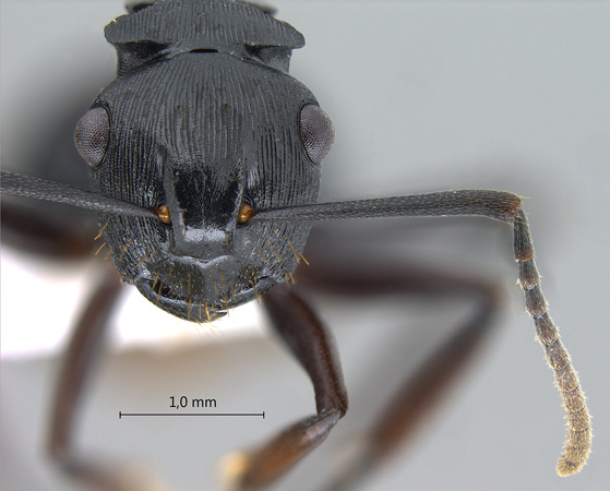 Polyrhachis sukarmani Kohout, 2007 frontal