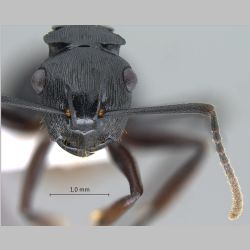 Polyrhachis sukarmani Kohout, 2007 frontal