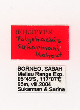 Foto Polyrhachis sukarmani Kohout, 2007 Label