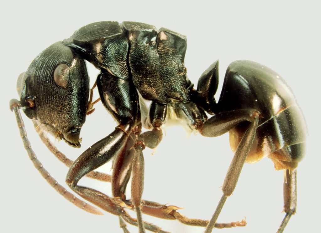 Foto Polyrhachis sukarmani Kohout, 2007 lateral