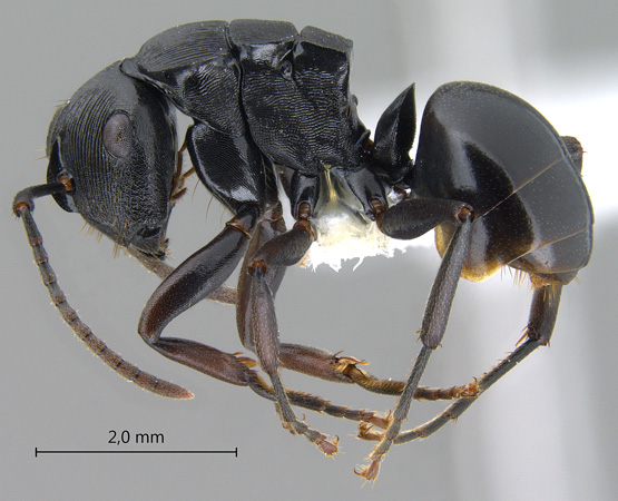 Polyrhachis sukarmani Kohout, 2007 lateral