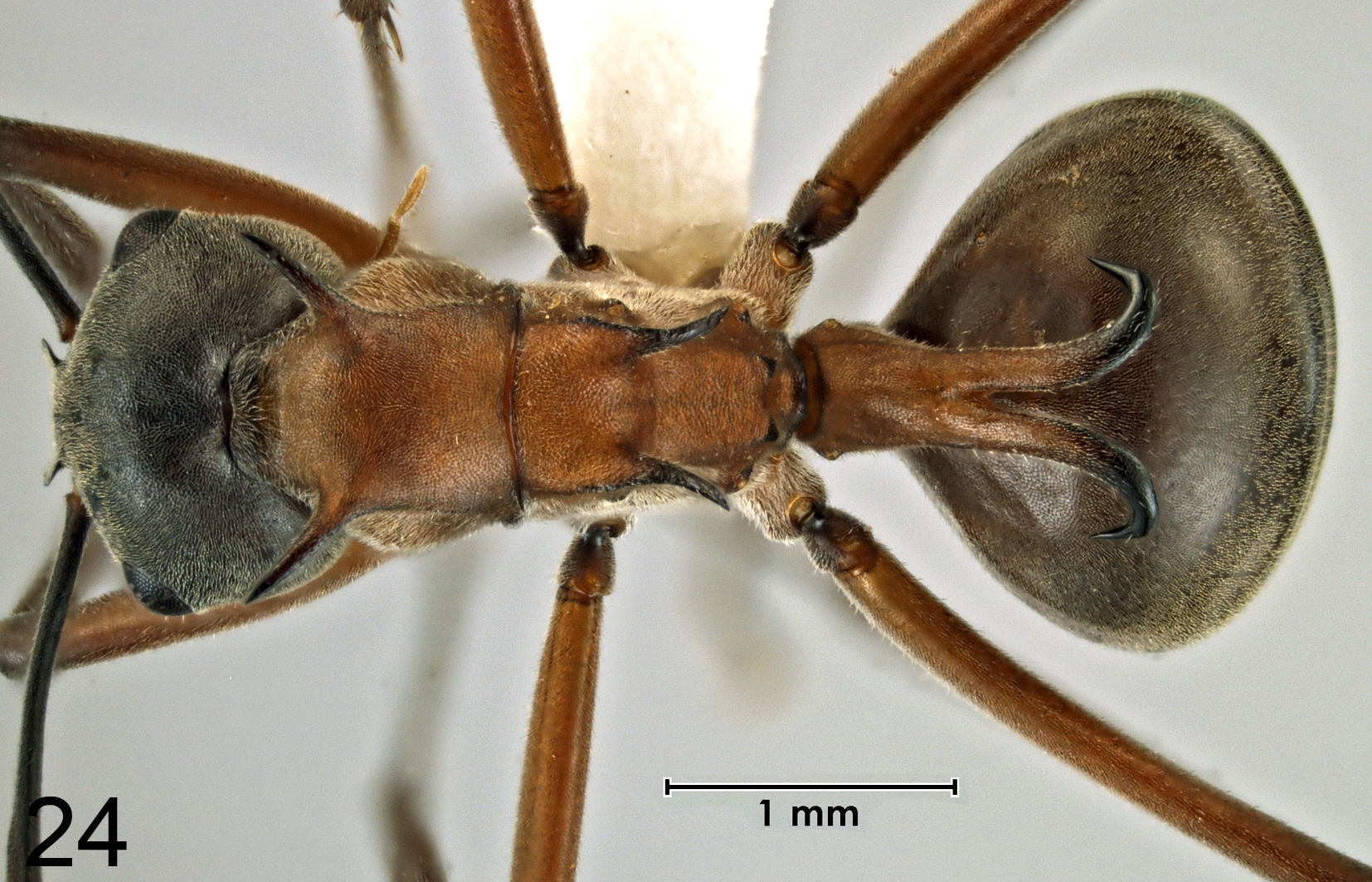 Foto Polyrhachis taylori dorsal