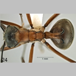 Polyrhachis taylori dorsal