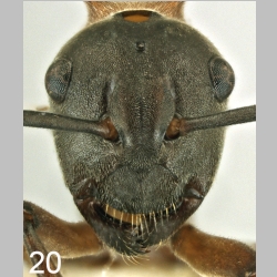 Polyrhachis taylori frontal