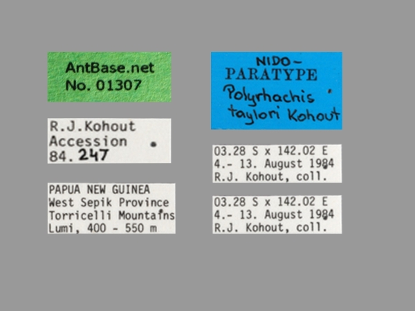 Foto Polyrhachis taylori Label