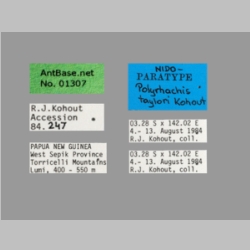 Polyrhachis taylori Label