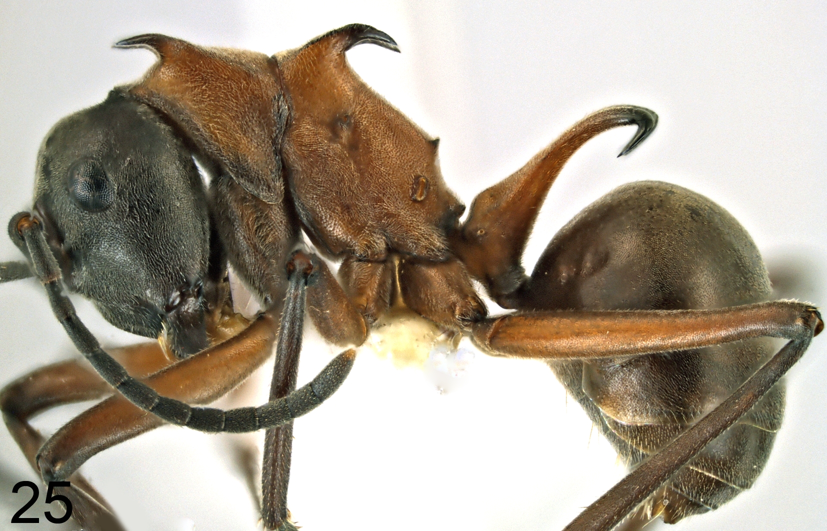 Foto Polyrhachis taylori lateral