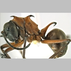 Polyrhachis taylori lateral