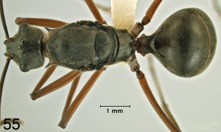 Polyrhachis taylori dorsal