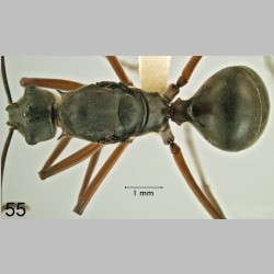 Polyrhachis taylori dorsal