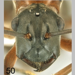 Polyrhachis taylori frontal