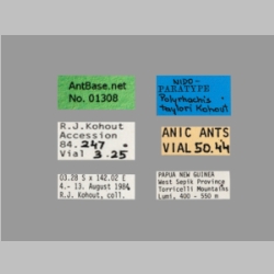 Polyrhachis taylori Label