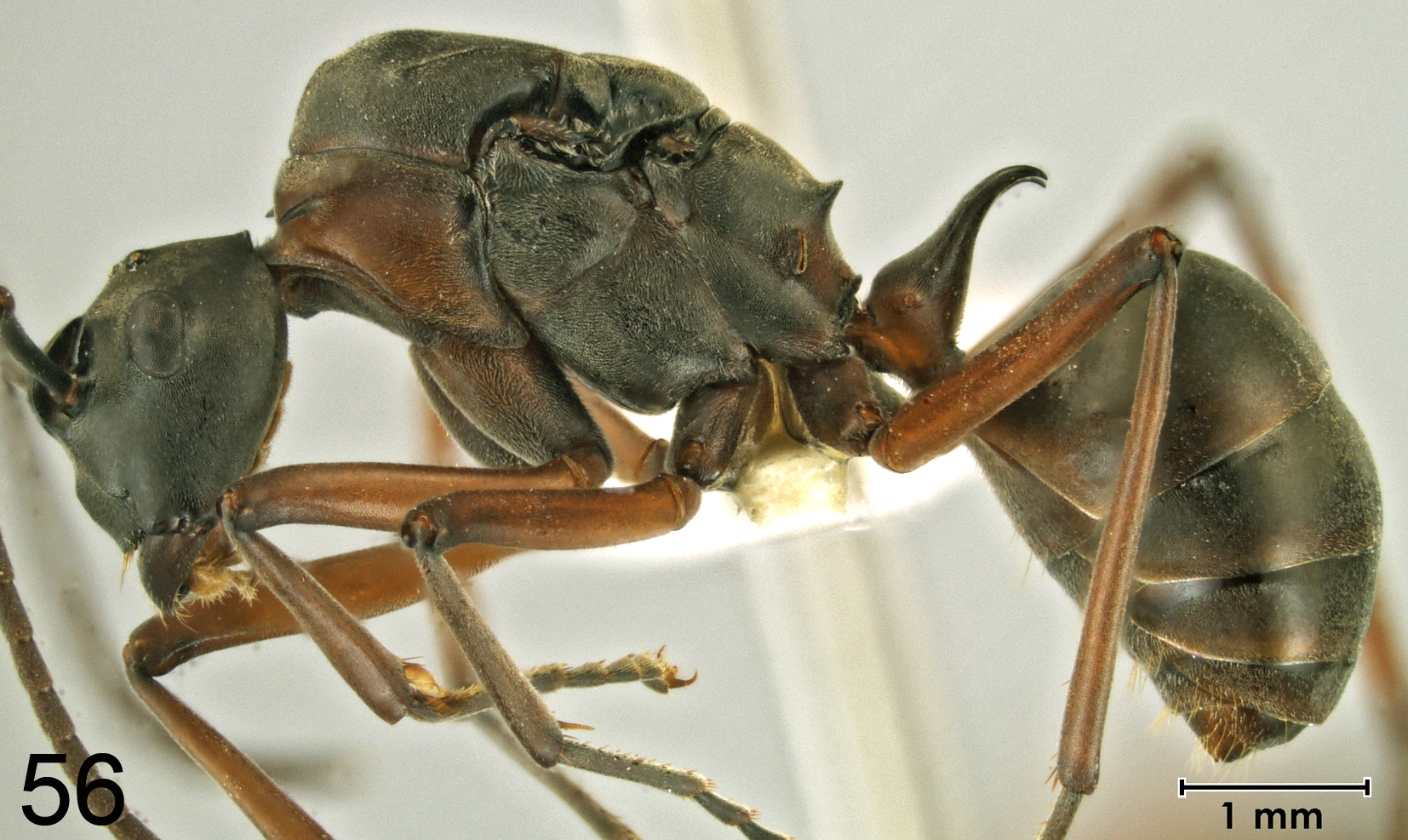 Foto Polyrhachis taylori lateral