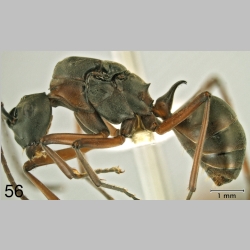 Polyrhachis taylori lateral