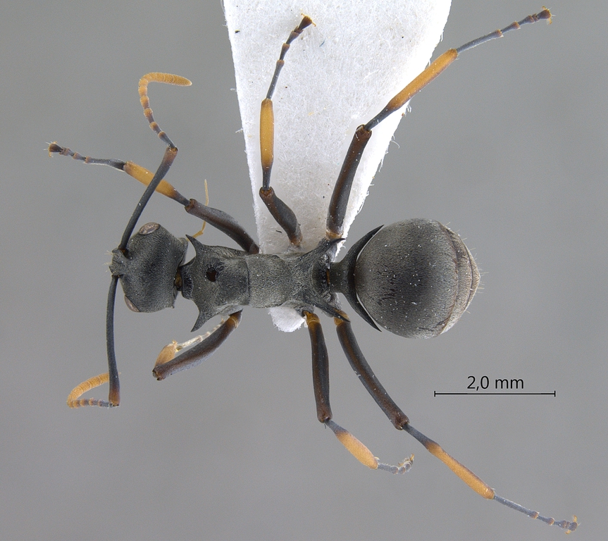 Foto Polyrhachis tibialis Smith,1858 dorsal