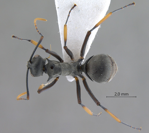 Polyrhachis tibialis Smith,1858 dorsal