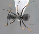 Polyrhachis tibialis Smith,1858 dorsal