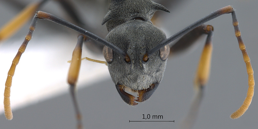 Polyrhachis tibialis Smith,1858 frontal