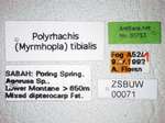 Polyrhachis tibialis Smith,1858 Label