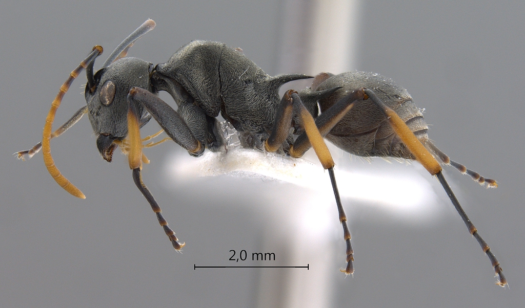 Foto Polyrhachis tibialis Smith,1858 lateral