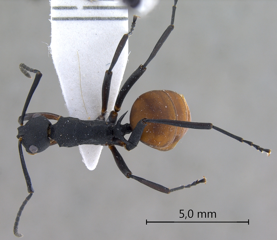 Foto Polyrhachis tristis Mayr,1867 dorsal