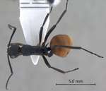 Polyrhachis tristis Mayr,1867 dorsal