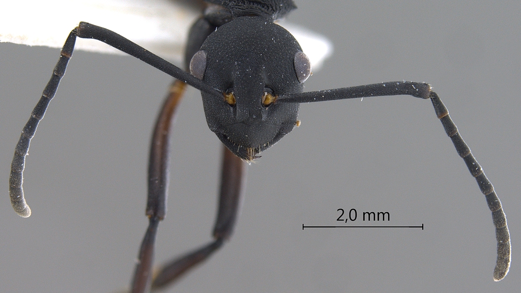 Foto Polyrhachis tristis Mayr,1867 frontal