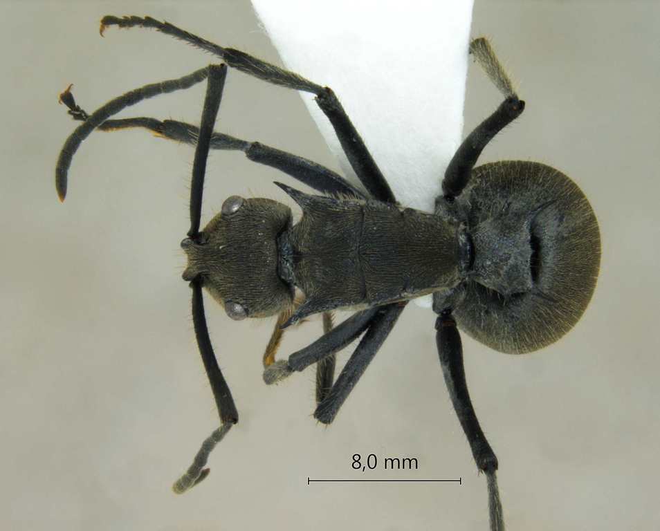 Foto Polyrhachis tyrannica Smith, 1858 dorsal