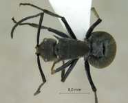 Polyrhachis tyrannica Smith, 1858 dorsal