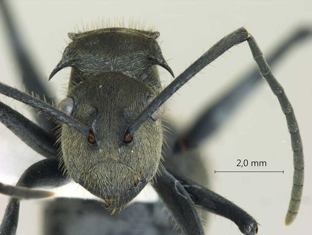 Foto Polyrhachis tyrannica Smith, 1858 frontal